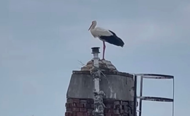 Berettyóújfalu Sanci gólya
