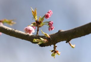 Szeged, Hanami, cseresznyefa-virágzás, Füvészkert, tavasz, természet