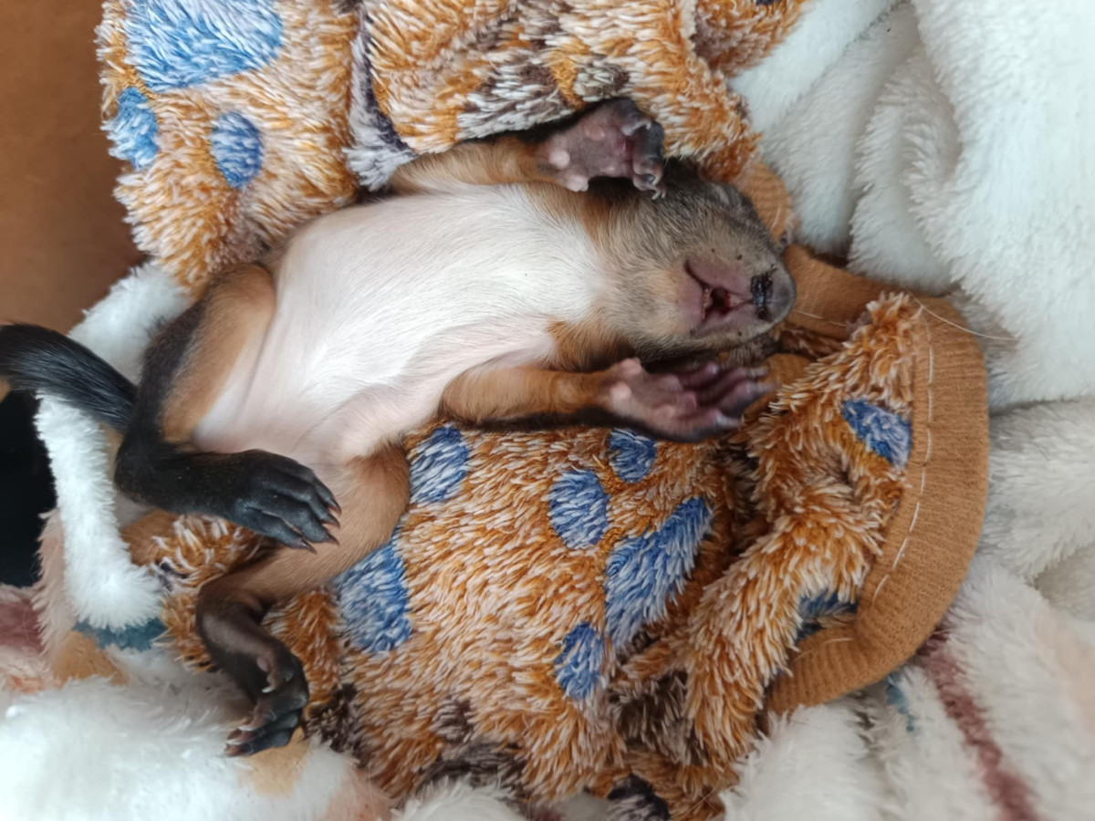 Sérült kismókust találtak a nyíradonyi temetőben