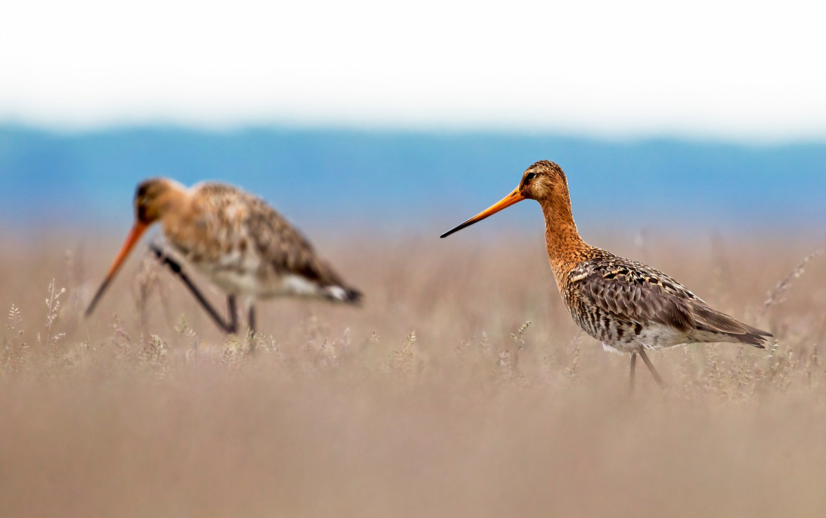 Nagy goda (Limosa limosa) a Hortobágyon