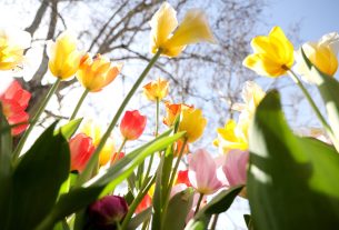 Szeged, virág, tulipán, április, tavasz, természet, virágos Szeged, Széchenyi tér