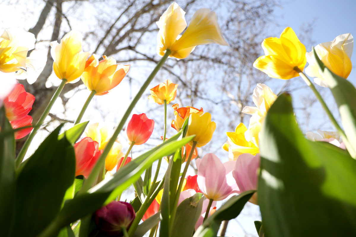 Szeged, virág, tulipán, április, tavasz, természet, virágos Szeged, Széchenyi tér