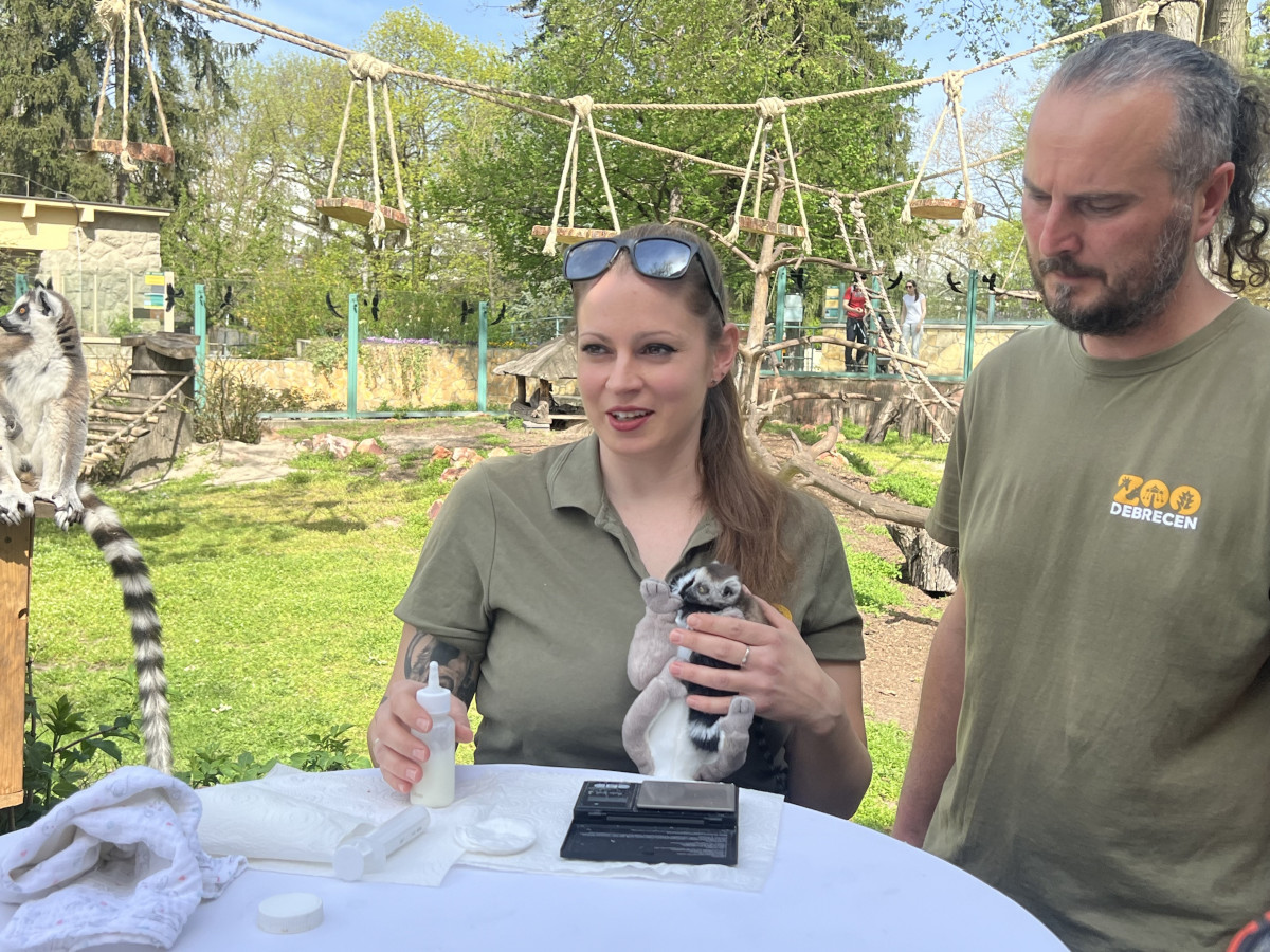 Gyűrűsfarkú maki a debreceni állatkertben