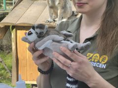 Gyűrűsfarkú maki a debreceni állatkertben