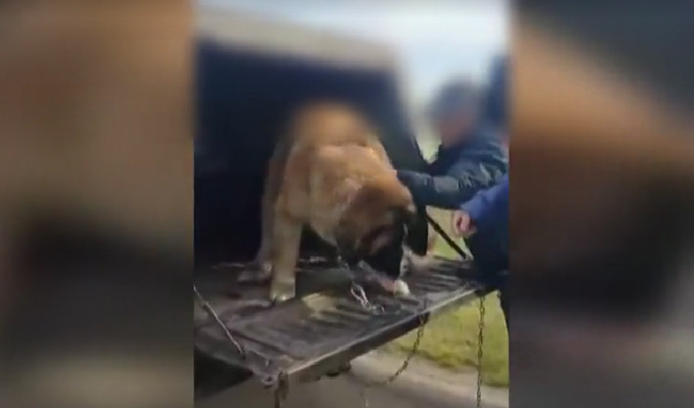 Terepjárója mögé kötve húzta saját kutyáját egy férfi Debrecenben