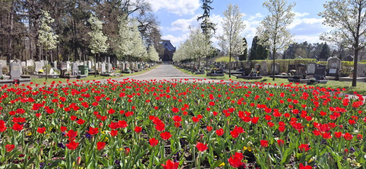 Virágba borult a Debreceni Köztemető