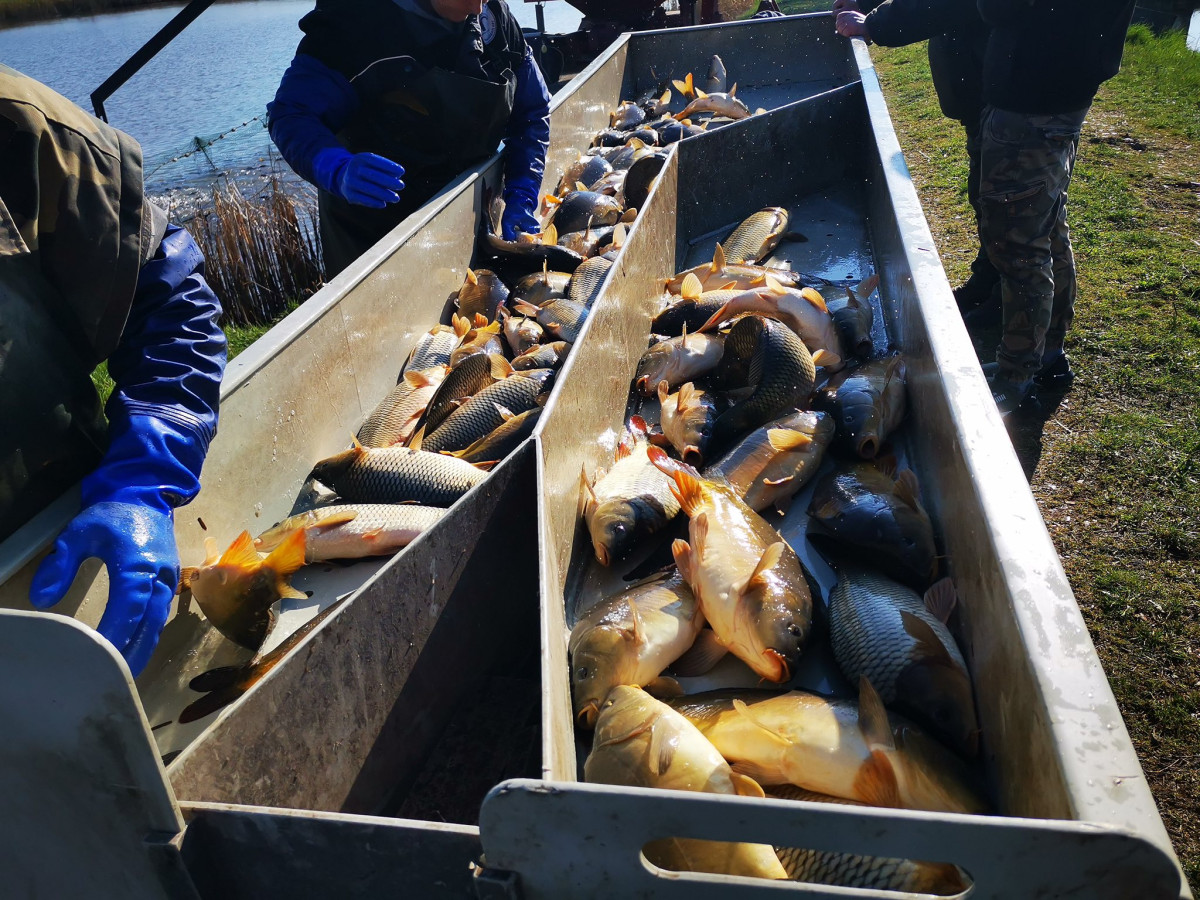 Haltelepítés Hajdú-Bihar megyében
