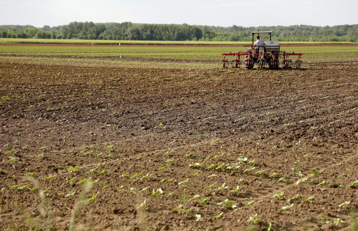 Deszk, mezőgazdaság, traktor, földművelés, föld, termőföld