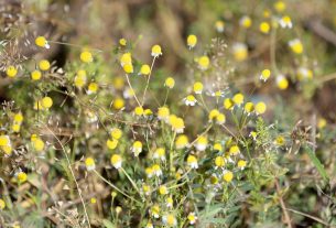 Szeged, kamilla, gyógynövény