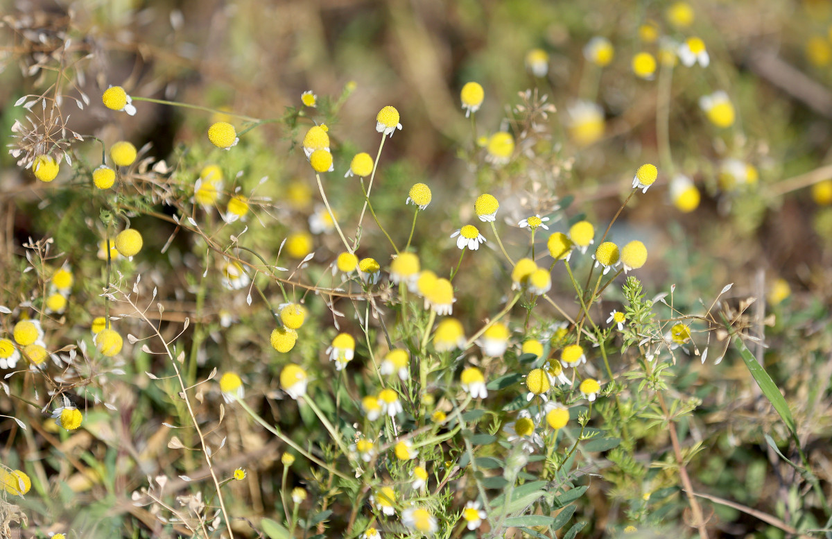 Szeged, kamilla, gyógynövény