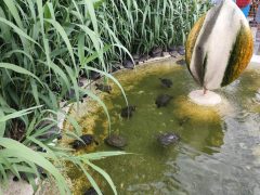 Hajdúszoboszló strand teknősök