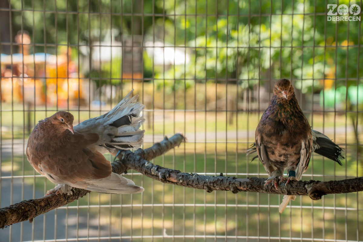 Debreceni pergőgalambokkal bővült a cívisváros állatkertje