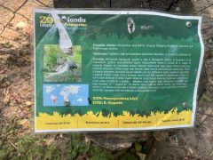 Nandu fiókákkal gyarapodott a debreceni állatkert