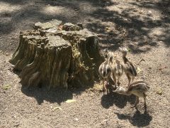 Nandu fiókákkal gyarapodott a debreceni állatkert