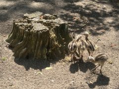 Nandu fiókákkal gyarapodott a debreceni állatkert