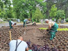 Virágültetés a Debreceni Köztemetőben
