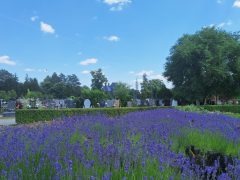 Virágültetés a Debreceni Köztemetőben