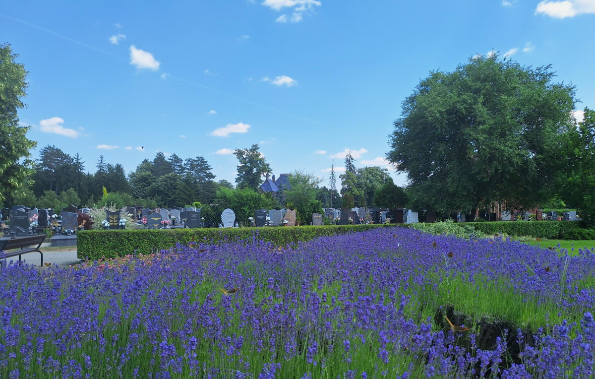 Virágültetés a Debreceni Köztemetőben