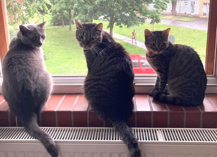 Macskávézó Debrecen