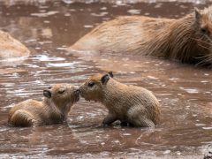Vízidisznók születtek a debreceni állatkertben