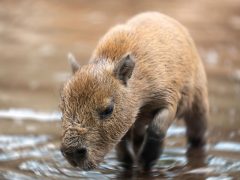 Vízidisznók születtek a debreceni állatkertben