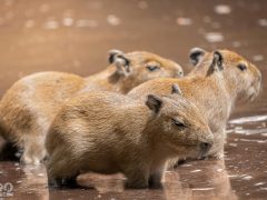 Vízidisznók születtek a debreceni állatkertben