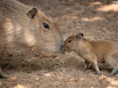 Vízidisznók születtek a debreceni állatkertben