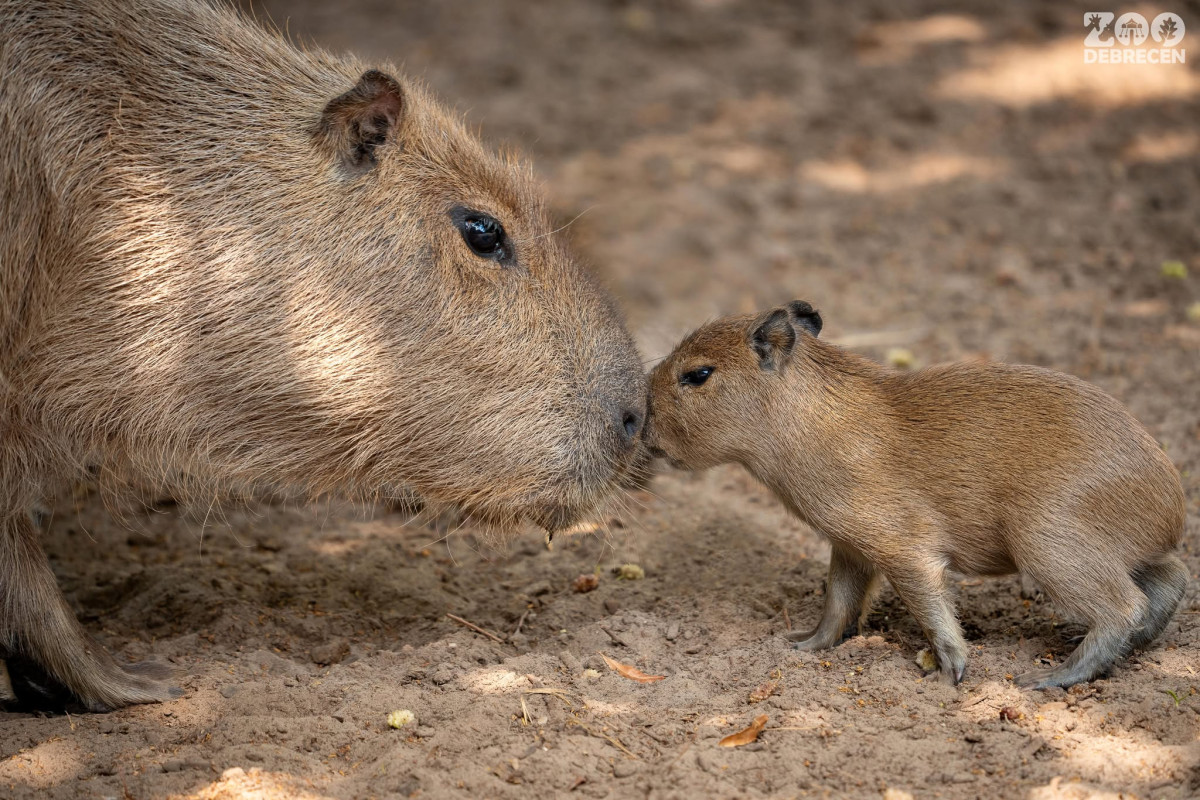 Vízidisznók születtek a debreceni állatkertben