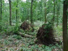 Súlyos károkat okozott az időjárás az észak-kelet-magyarországi erdőkben