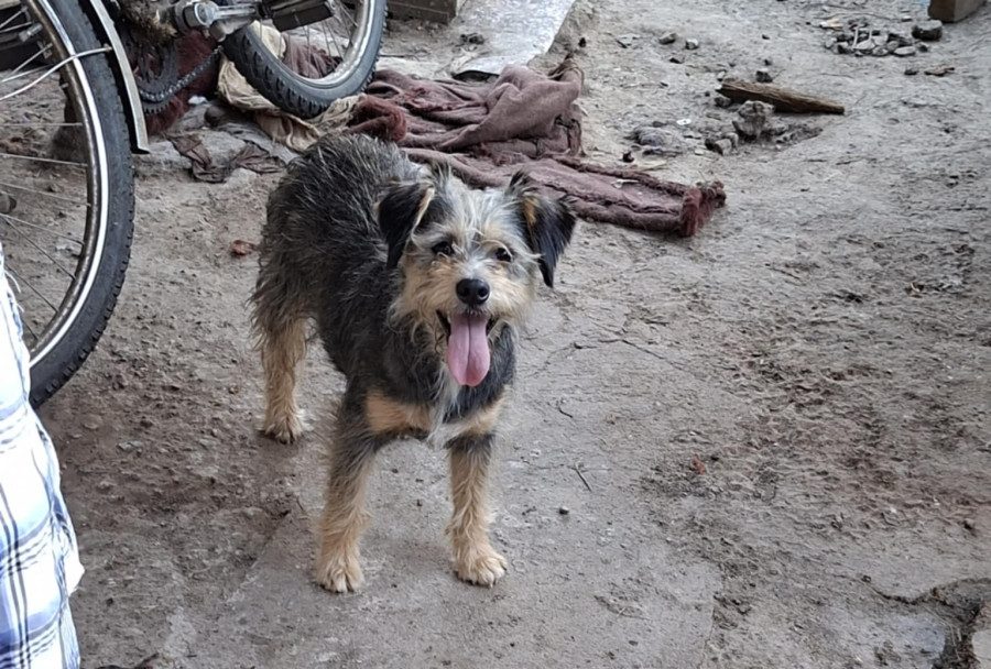 Túlszaporodtak az idős debreceni hölgy kutyái, feljelentették