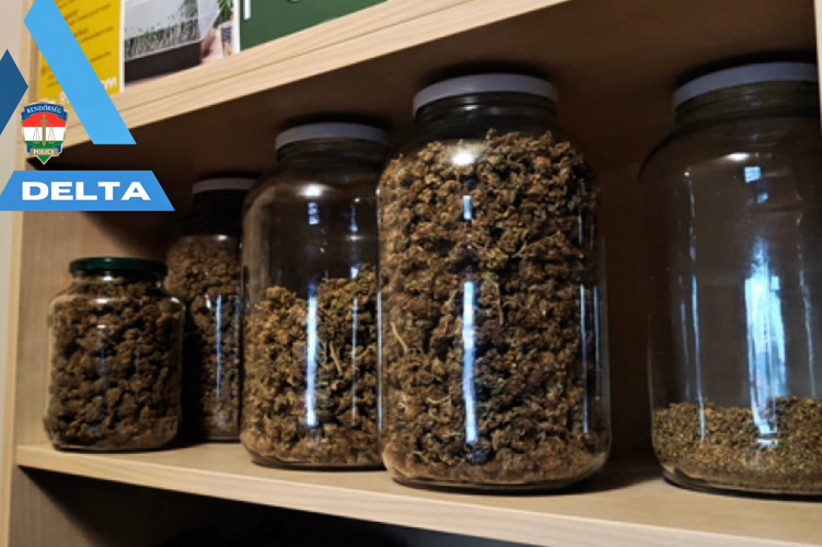 Több kiló marihuánát tartott otthon a hajdúszoboszlói férfi