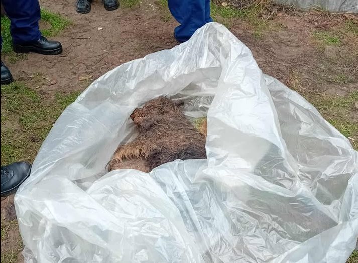 Agyonverték Morzsi kutyát Hajdúsámsonban