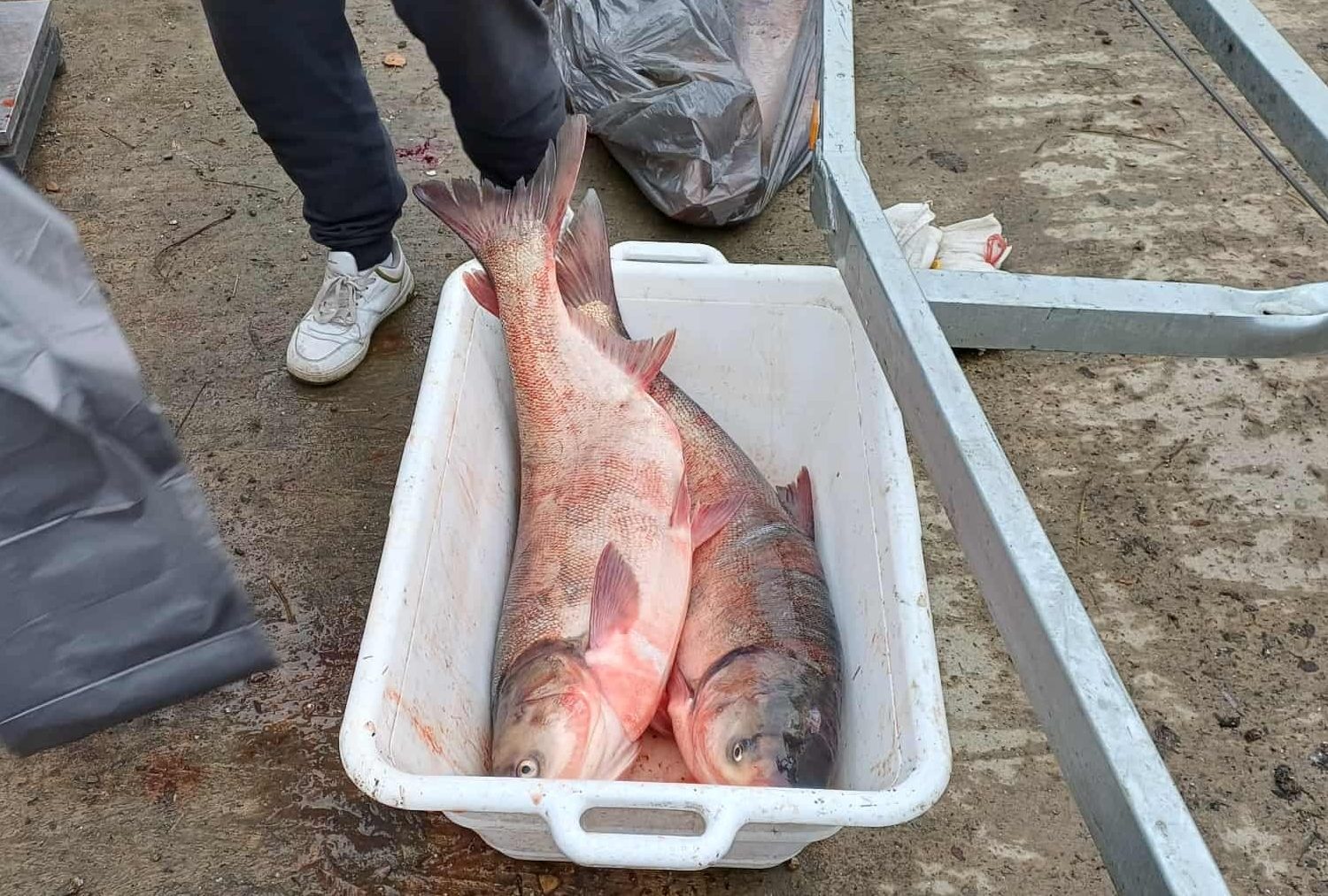 Busavásár Szarvason