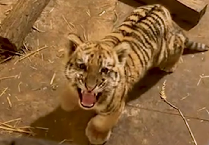 Tigrist találtak egy tiszafüredi házban