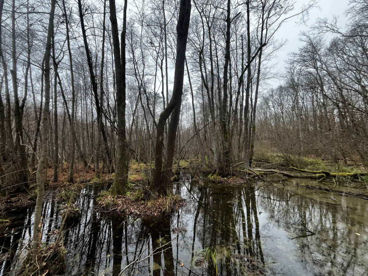lápi póc megmentése