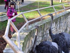 Vöröskereszt gyerekekkel a debreceni állatkertben