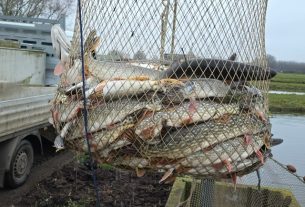 Haltelepítés a Keleti-főcsatornán