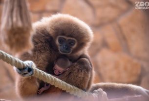 Fehérkező gibbon született a debreceni állatkertben