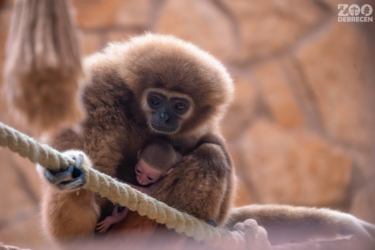 Fehérkező gibbon született a debreceni állatkertben