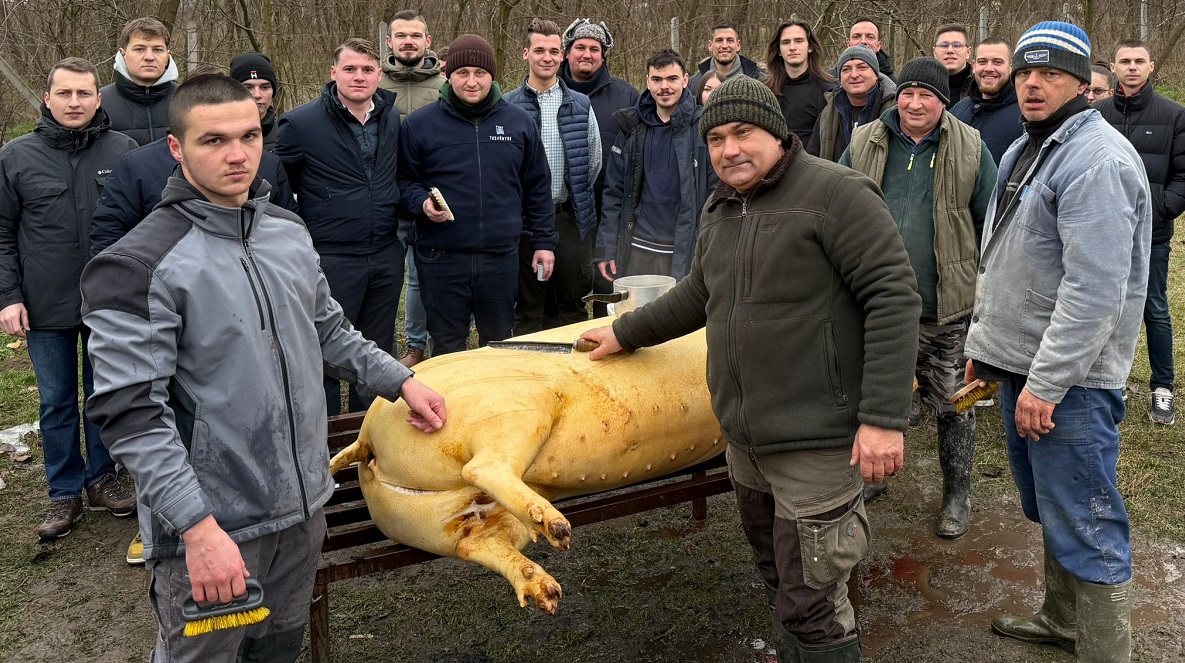 Fidelitas-disznóvágás Géberjében