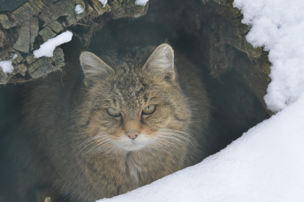 Hortobágyi Vadaspark - vadmacska