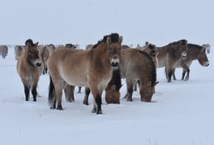 Przewalski-lovak a Hortobágyon, Pentezugban