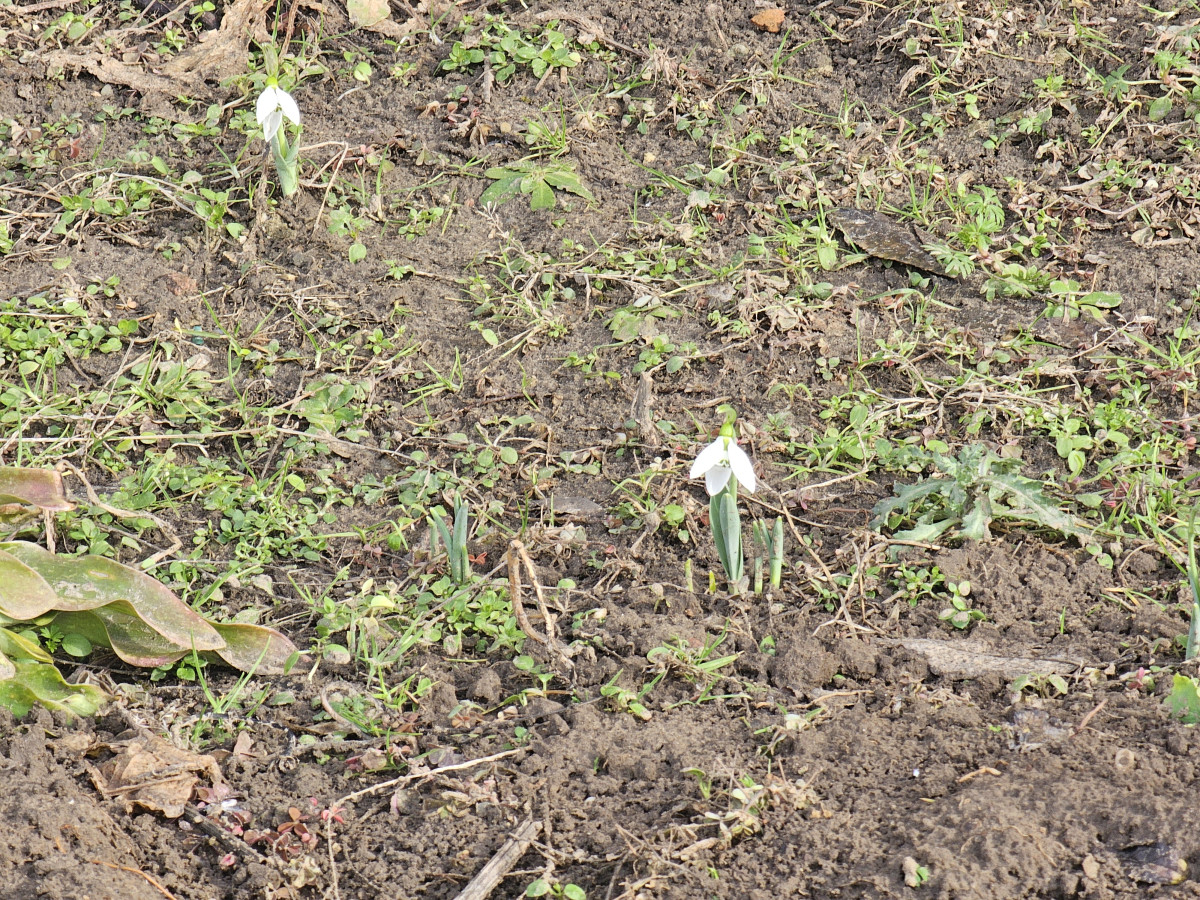 Nyílik a hóvirág Hajdú-Bihar megyében