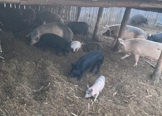 Trükkösen lopták a disznókat Nyíradonyban