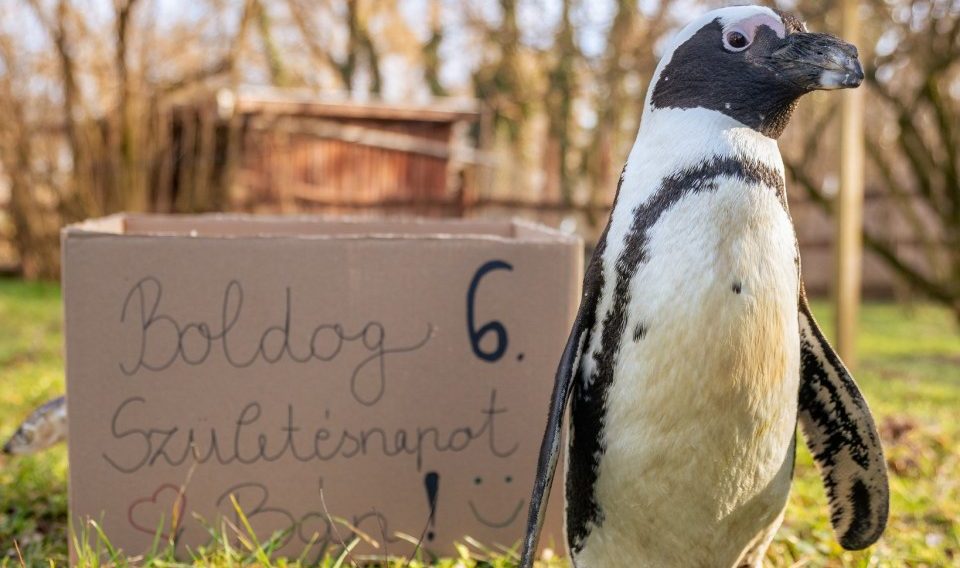 Születésnapját ünnepli Bán, a debreceni állatkert pingvinje