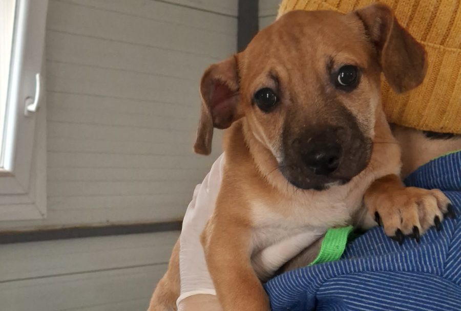 Három kiskutyát is kidobtak az útra Debrecenben