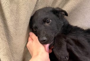 Mancsmentő Egyesület támogatás