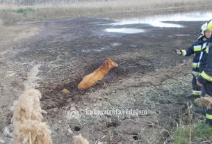 Szarvasmarhát kellett menteni Biharkeresztesnél