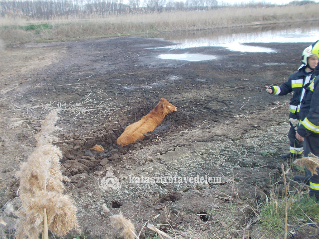 Szarvasmarhát kellett menteni Biharkeresztesnél
