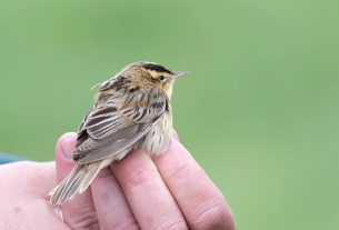 Csíkosfejű nádiposzáta